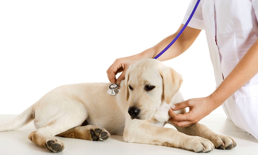 how much is it to get a dog spayed in ireland