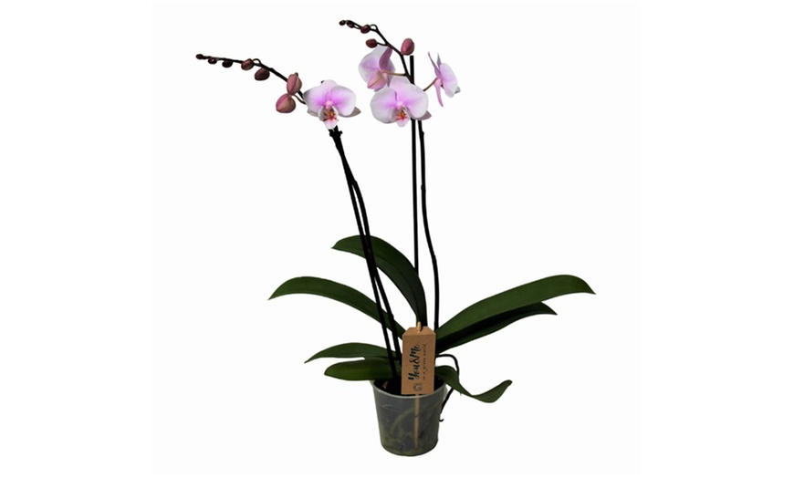 Image 7: Orchidea falena