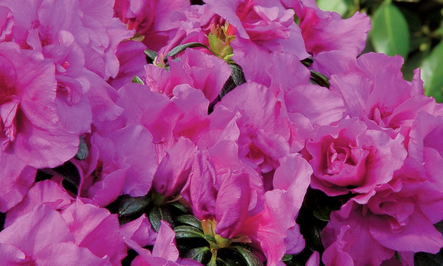 Image 5: Azalea Rainbow Collection Plants