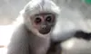 Support Wildlife Conservation: Admission to the Gibbon Conservation Center in Santa Clarita with 1 Hour Guided Tour