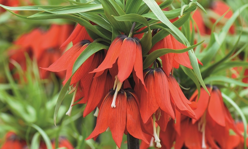 Image 2: Three or Six Fritillaria Imperialis Red Bulbs