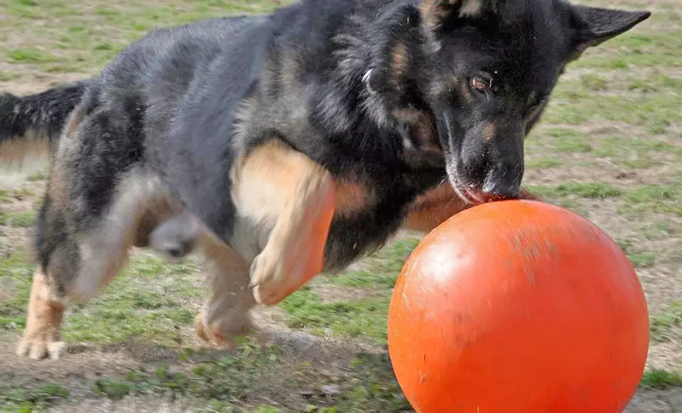 $34 for a Varsity Ball Indestructible Dog Toy ($53.50 List Price). 3 Colors Available. Free Shipping and Free Returns.  - Second Medium