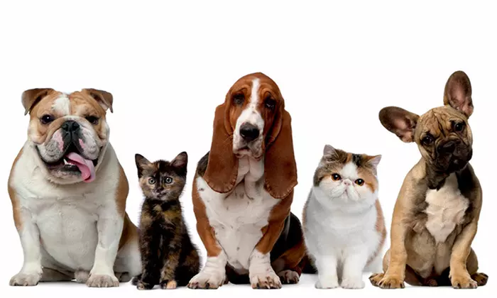 Toilettage complet pour chiens et chats avec au choix bain, séchage et coupe chez Dolly’ Dog - Primary Image