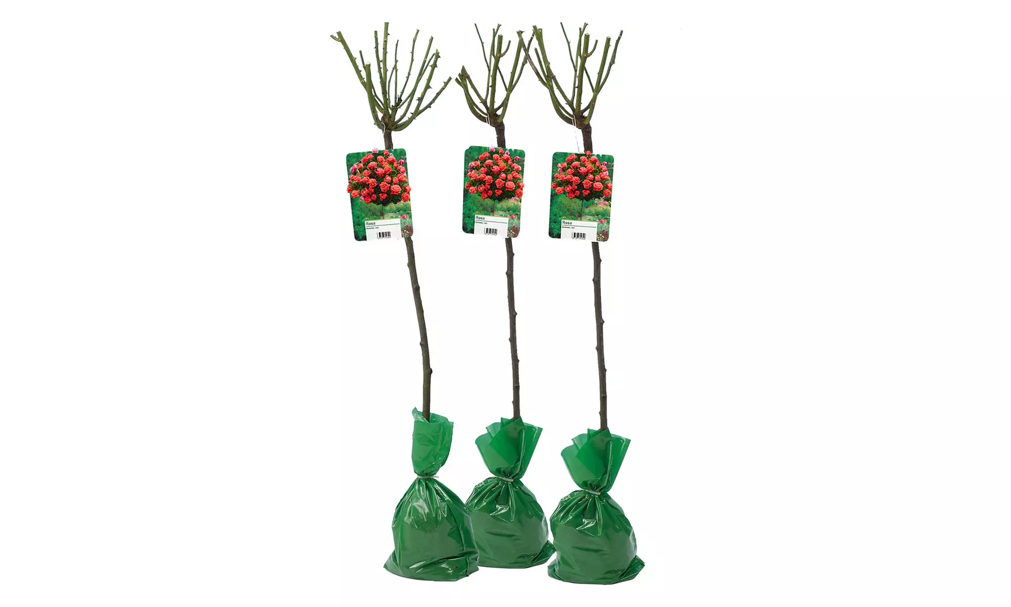 Semis de buissons de roses XXL dans divers coloris