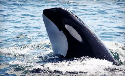 Whale-Watching Boat Tour for One or Two from Orcas Island Eclipse Charters (51% Off) - Primary Image