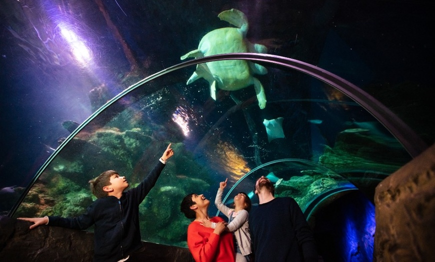 SEA LIFE Bray Entry - SEA LIFE Bray Aquarium | Groupon