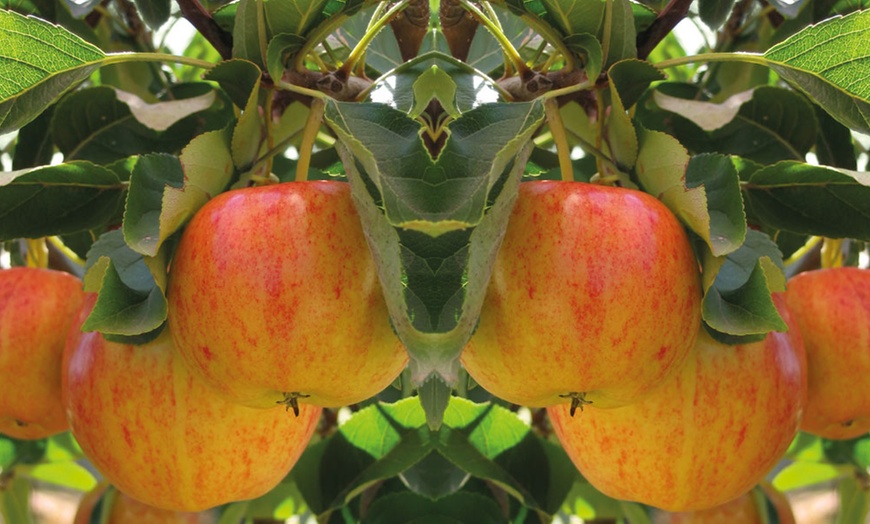 Image 9: Three Mini Fruit Tree Collection Potted Plants