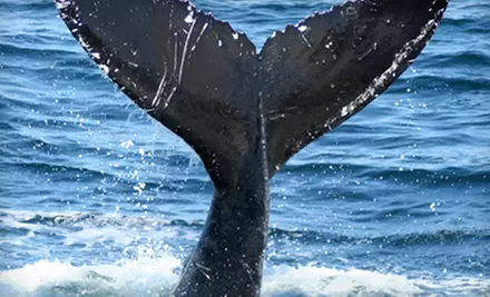 $25 for a Provincetown Whale-Watching Tour from Waterfront Enterprises (Up to $40 Value) - Primary Image