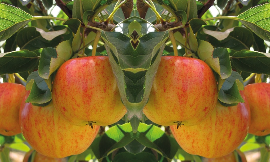 Image 3: Three or Five Dwarf Patio Fruit Tree Collection Potted Plants