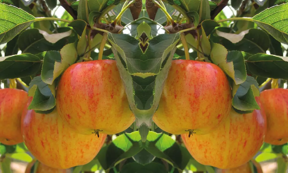 Dwarf Patio Fruit Tree Collection - 3 or 5 Potted Plants