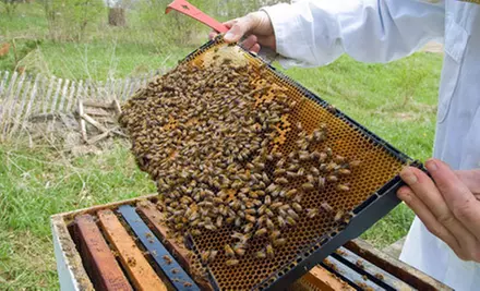 $7 for a Visit for Four to the Bees & Bugs Lab at Honeybee Centre (Up to $15 Value) - Primary Image