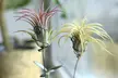 5 ou 10 Tillandsia plantes aériennes Épiphyte - Image 3