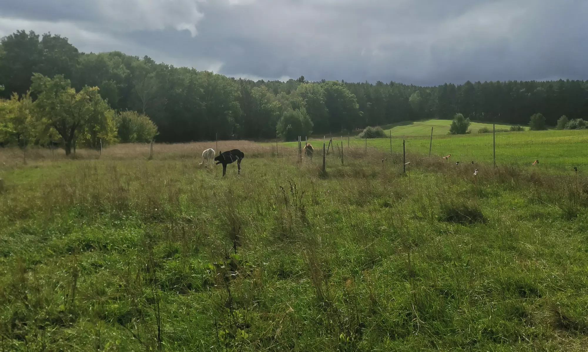 2 Std. Alpaka-Parcouring auf der Weide für bis zu 5 Personen bei Hochmoor Lamatrekking (bis zu 33% sparen) - Second Medium
