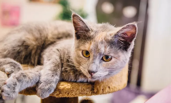 Cat Cafe Entry with Afternoon Tea for Two or Four at Kitty Cafe - Image 6