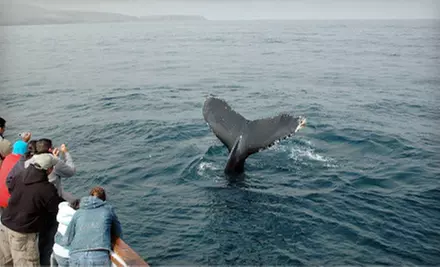 Seafari Tour for One or Two from Channel Islands Whale Watching in Oxnard (Up to 53% Off) - Primary Image