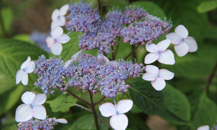 Hydrangea Serrata Summer Glow XL | Groupon