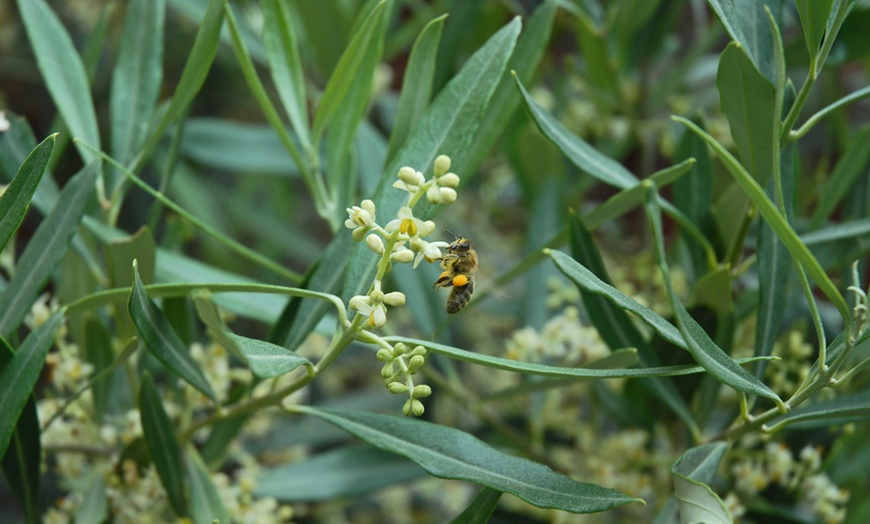 Image 3: One or Two Olive Standard Tree with Optional Patio Pot 