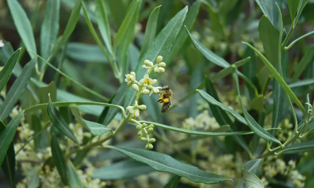 Olive Standard Tree – 1 or 2 Plants with Optional Patio Pot