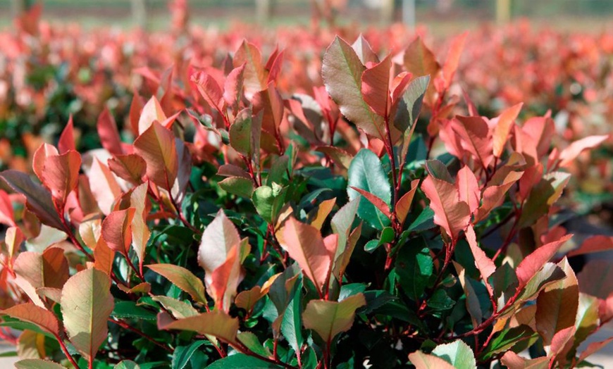 Image 2: Photinia Red Robin 2-Litre Potted Plant