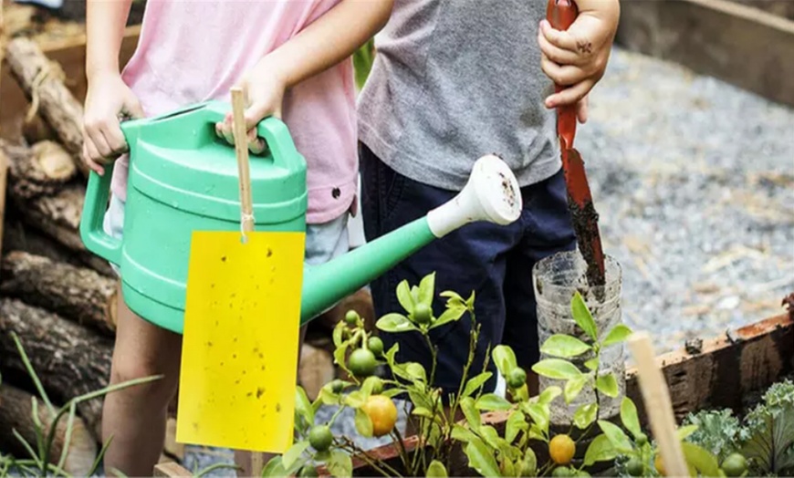 Image 4: Dual-Sided Yellow Sticky Traps