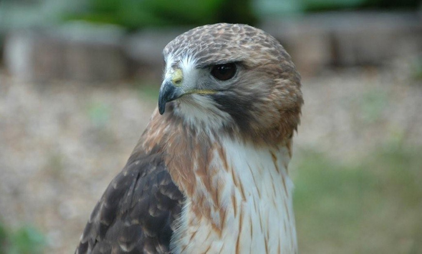 Image 8: Half-Day Falconry Experience