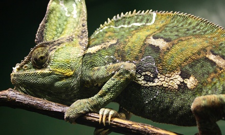 Family Zoo Outing - World of Discovery Reptile Zoo | Groupon