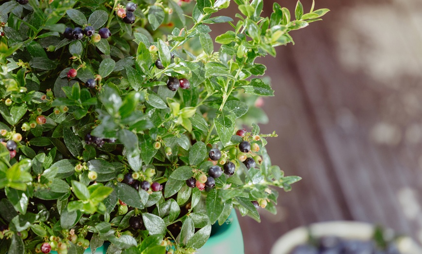 Image 4: Blueberry BerryBux Plants