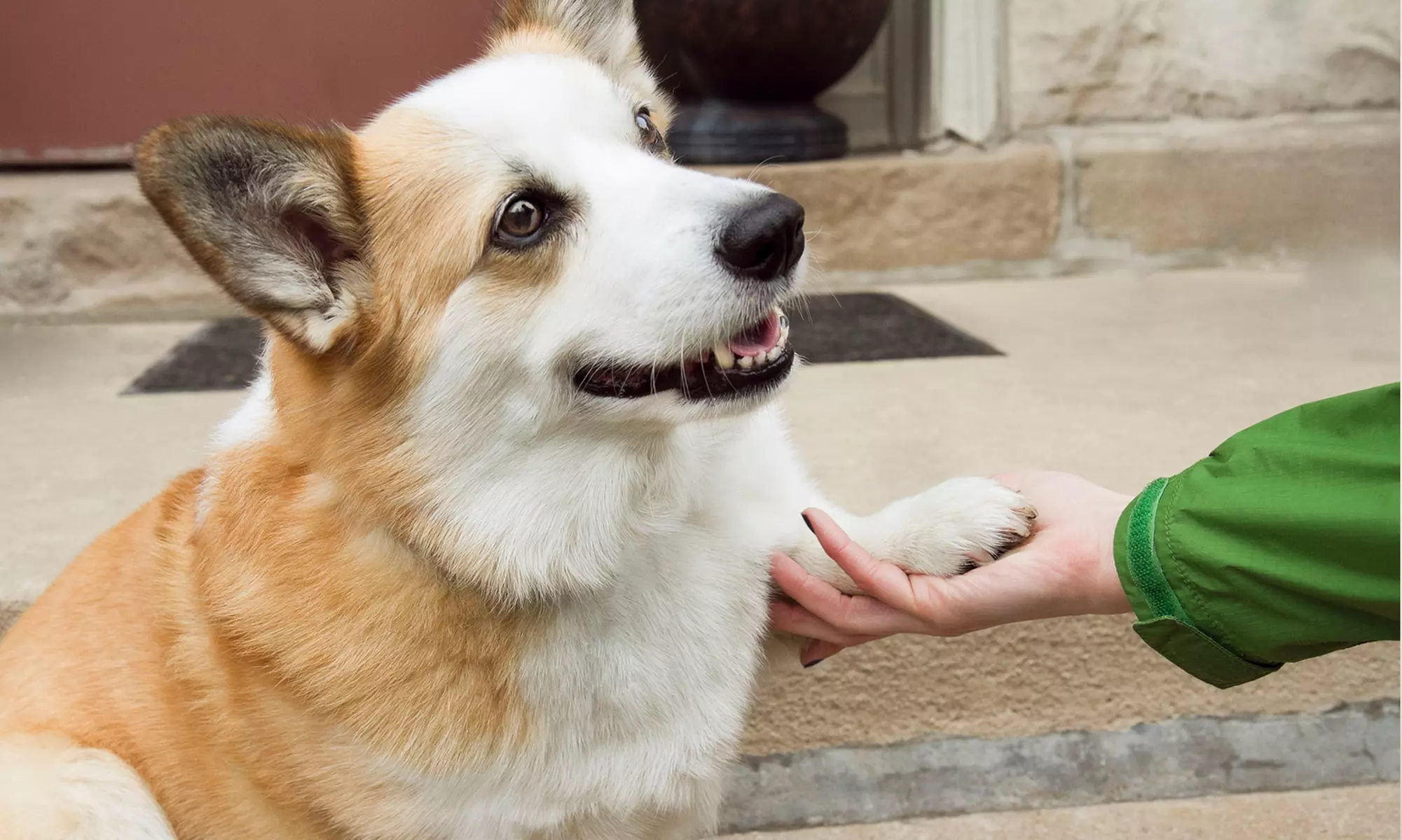 Five or Ten Physical Fitness and Dog Obedience Boot Camps at Thank Dog! Bootcamp (Up to 64% Off) - Primary Image