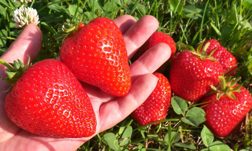 Image 2: Giant Strawberry Sweet Colossus - 1 or 2 Potted Plants