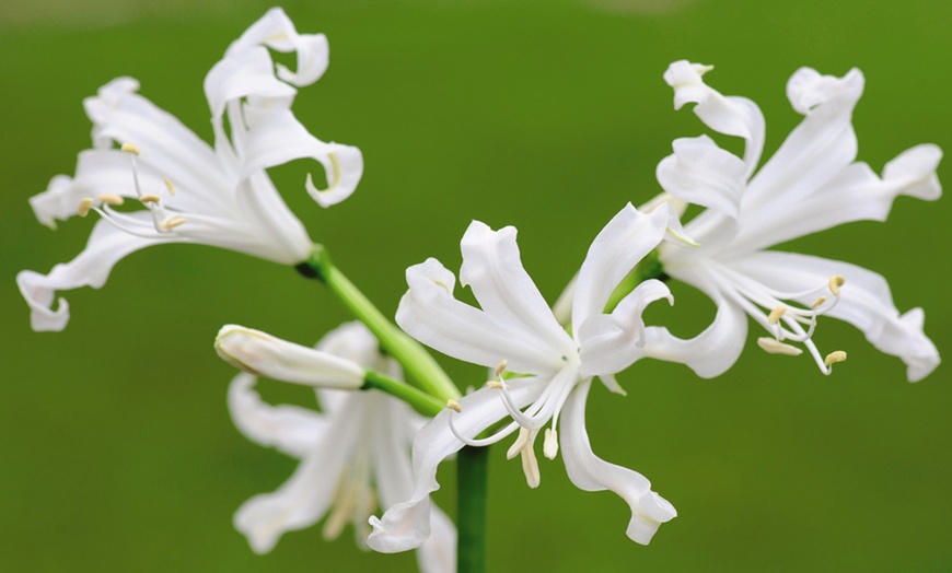 Image 8: Nerine Cornish Lily Two-Litre Potted Plants