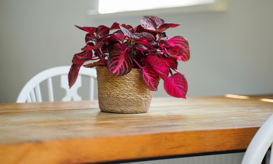 Image 4: One or Two Rootz Iresine Herbstii Red or Yellow Indoor Plants