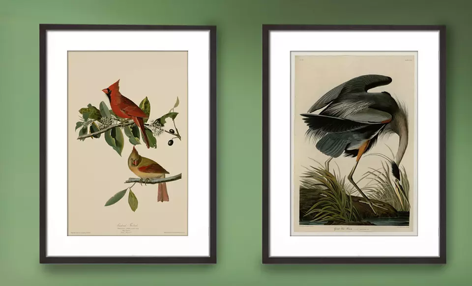 $59 for a Framed Audubon Bird Print ($231 List Price). 24 Options Available. Free Shipping and Free Returns. - Primary Image