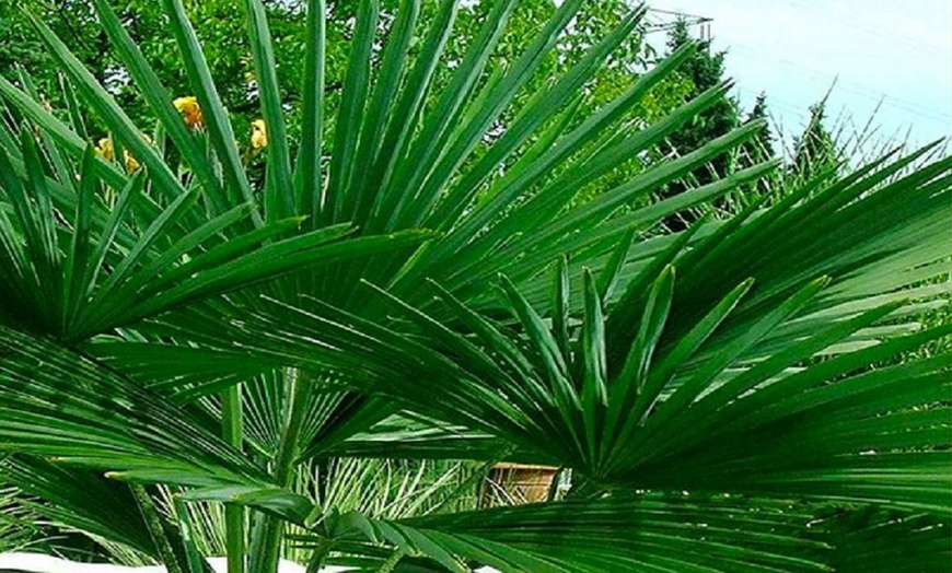 Image 4: Hardy Chusan Windmill Fan Palm