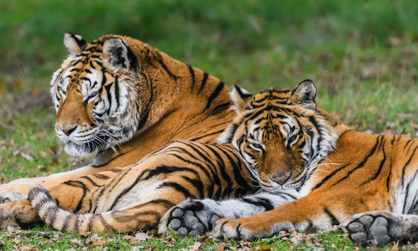 1 entrée au zoo du Bois d'Attilly pour enfant, jeune ou adulte (jusqu'à 19% de réduction) - Primary Image