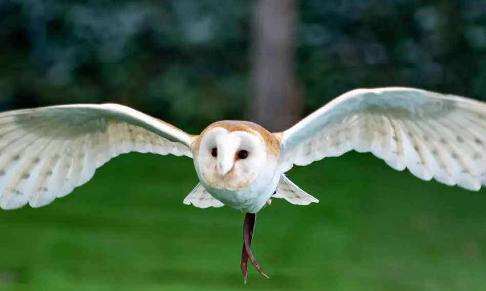 Up to 62% Off on Zoo / Animal Park at Wild Wings Birds Of Prey - Primary Image