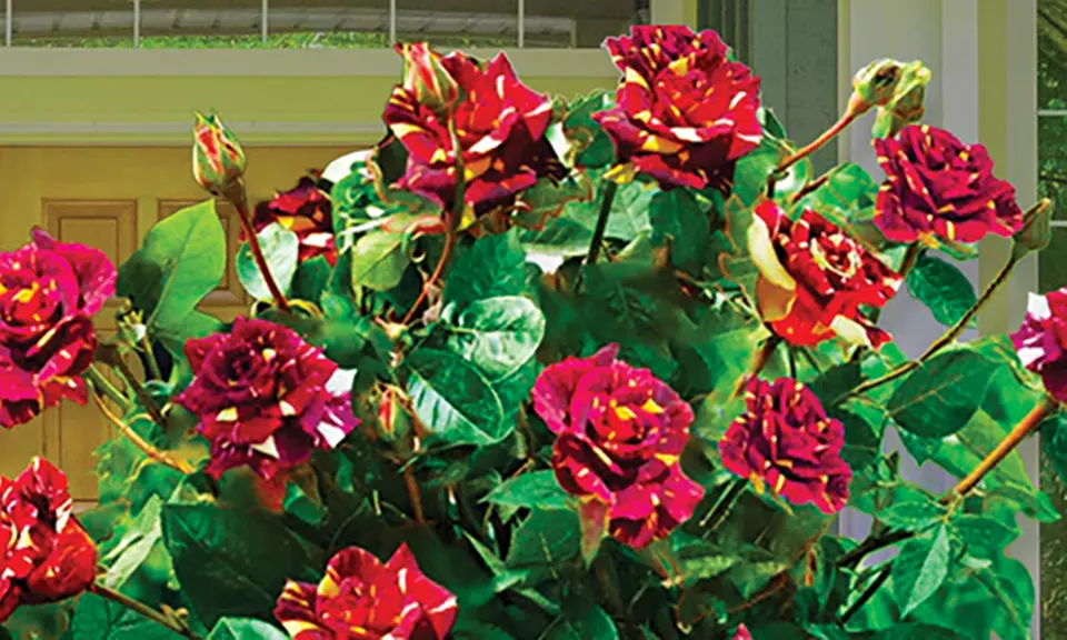 4er- oder 6er-Set Stammrosen