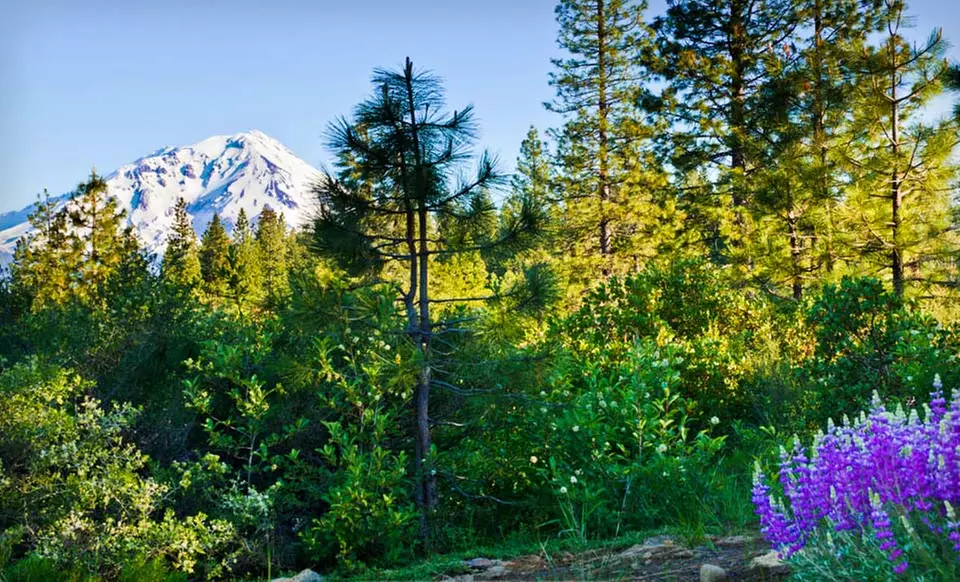One, Two, or Three Night Stay with Wine at Mount Shasta Hotel and Lodge in California - Primary Image
