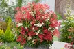 2 ou 4 plants de Pieris "Forest Flame" 25-40 cm Rootz - Second Medium