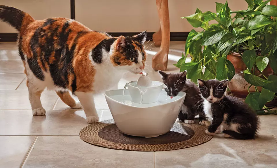 $49 for a Drinkwell Lotus Pet Water Fountain ($79.99 List Price). Free Shipping and Free Returns. - Primary Image