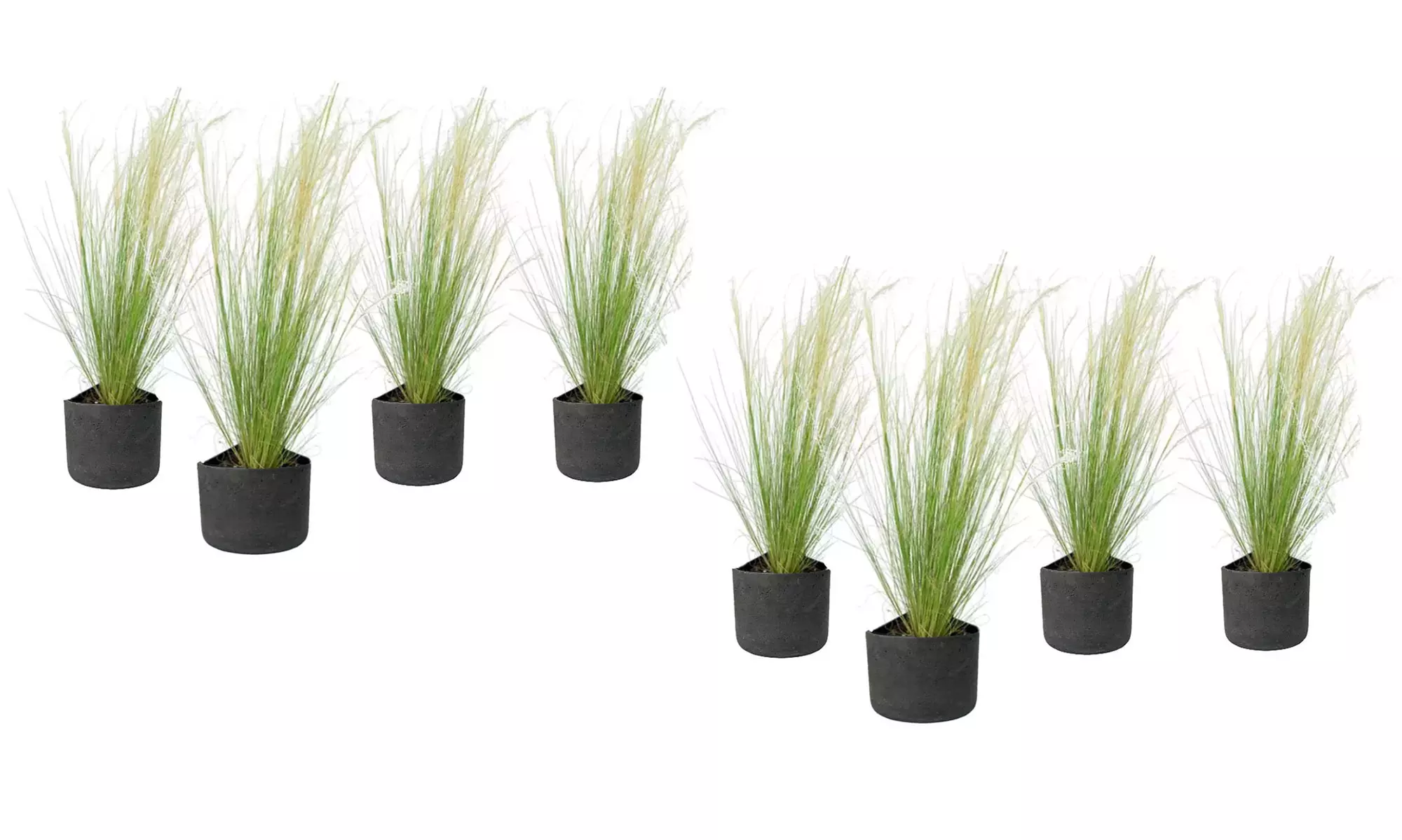 4x oder 8x Federgras (Stipa tenuissima) - Second Medium