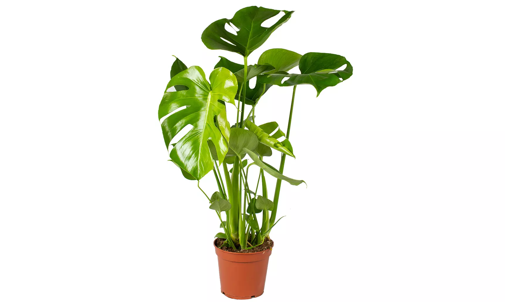 1x oder 2x XL Fensterblatt Pflanze Monstera Deliciosa