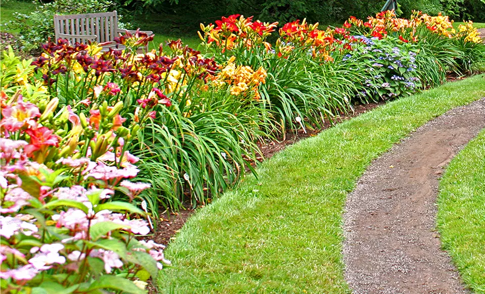 15 Hybridizer Daylilies - Primary Image