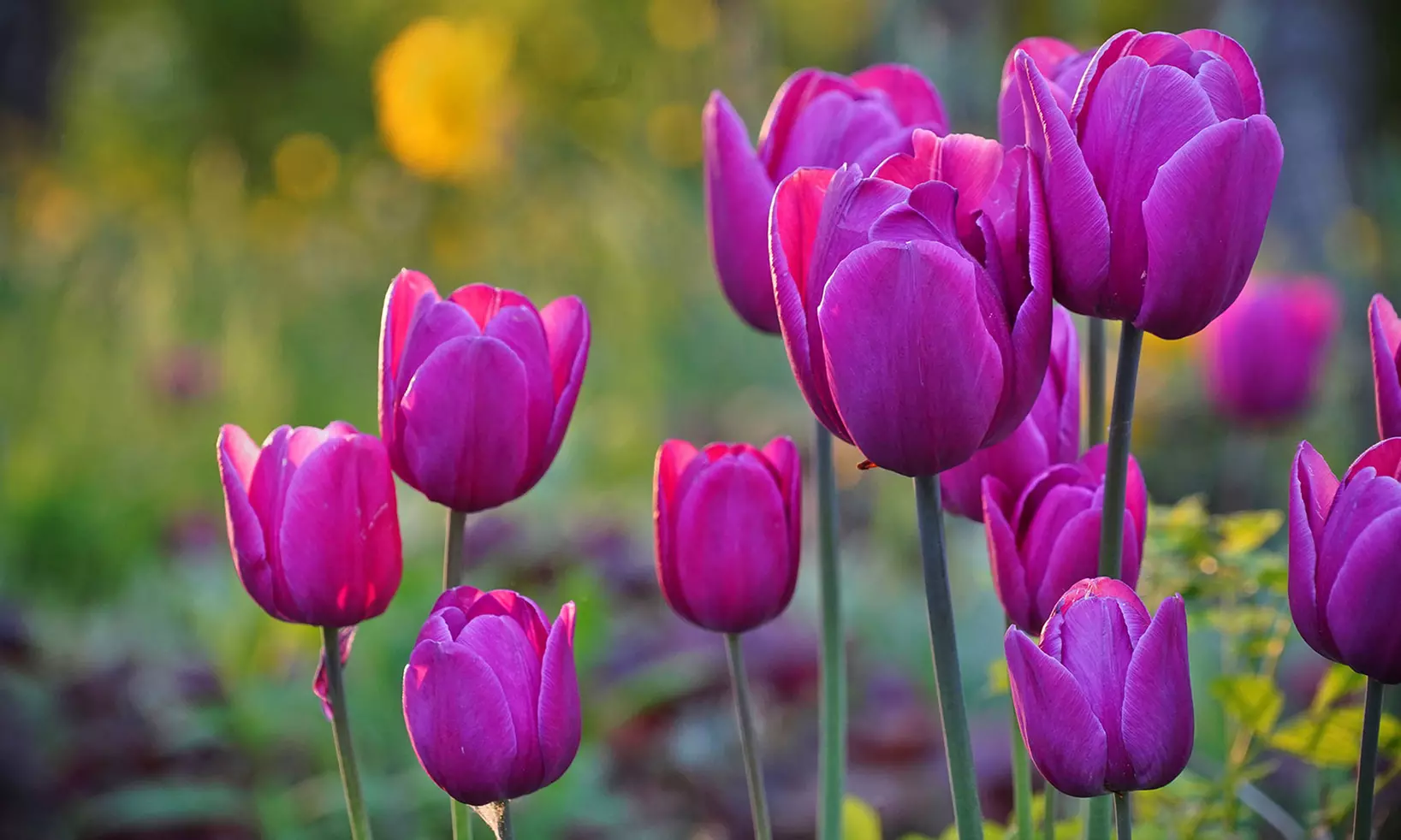 Spring Lavender Trophy Tulip Bulbs (10-, 20-, or 40-Pack with Bulb Planter) - Primary Image