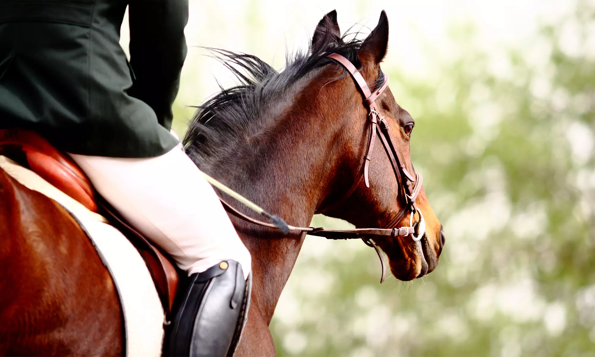 One or Two One-Hour Private English Horseback Riding Lessons at Winward Equestrian (Up to 53% Off) - Primary Image