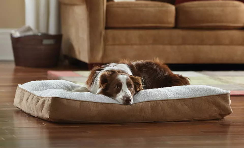 Animal Planet Memory Foam Pet Beds. Multiple Options Available from $24.99–$29.99. Free Returns. - Primary Image