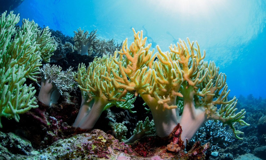 Image 7: Scuba or Fujairah Diving or Snorkeling at Goblin Diving Center