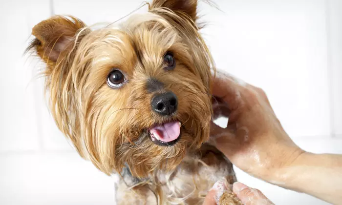 One-Day Doggie-Daycare Package or Three Nights of Dog Boarding at The Downtown Dog Resort & Spa (Up to 53% Off) - Primary Image