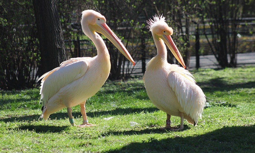 Image 9: Bilety do warszawskiego ZOO 