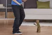 Marvel Guardians of the Galaxy Dancing Groot - Second Medium
