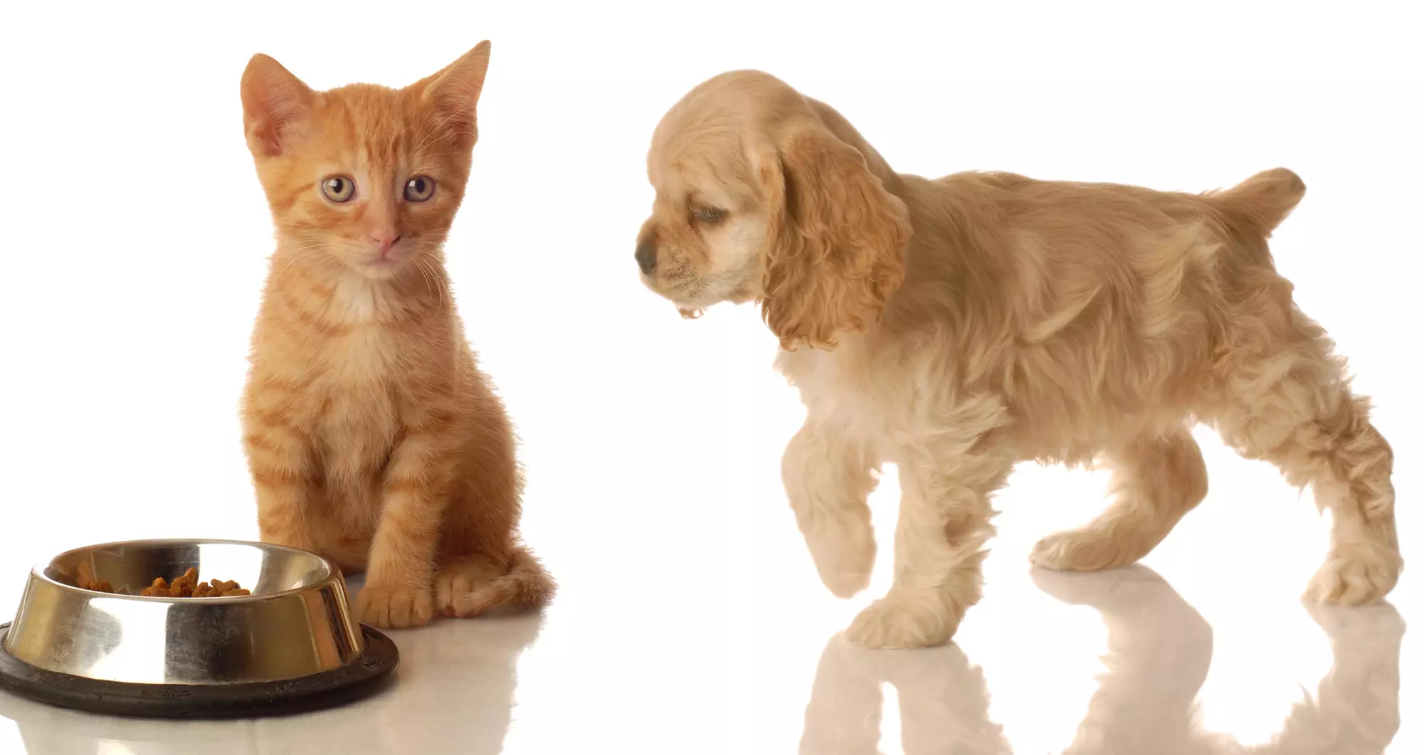 60-Minute Pet Photo Shoot with Retouched Digital Images - Second Medium